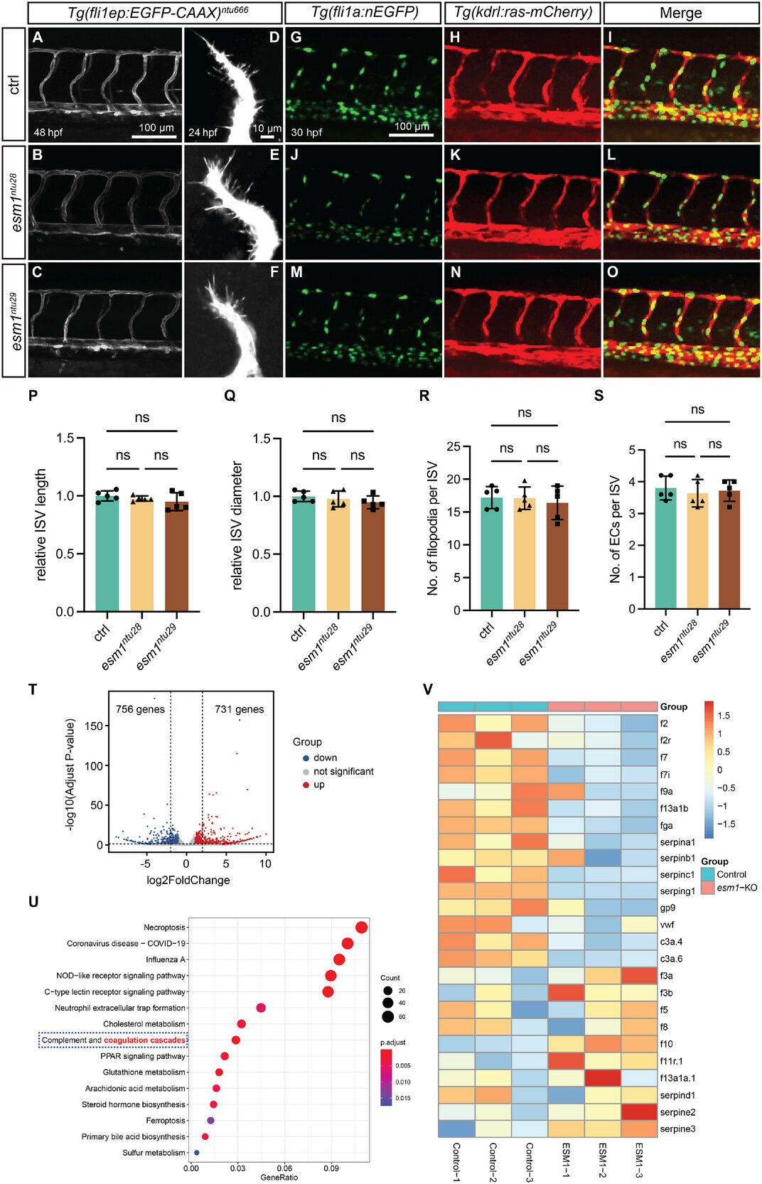 Esm1 Signalling Pathways 南通大学刘东团队发现Esm1是一个内皮细胞表达的抗凝血因子 - 国家水生生物种质资源库国家斑马鱼资源中心 (China Zebrafish ...